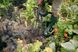 Вилы садовые Fiskars Solid (1070673) 1070673 фото 5